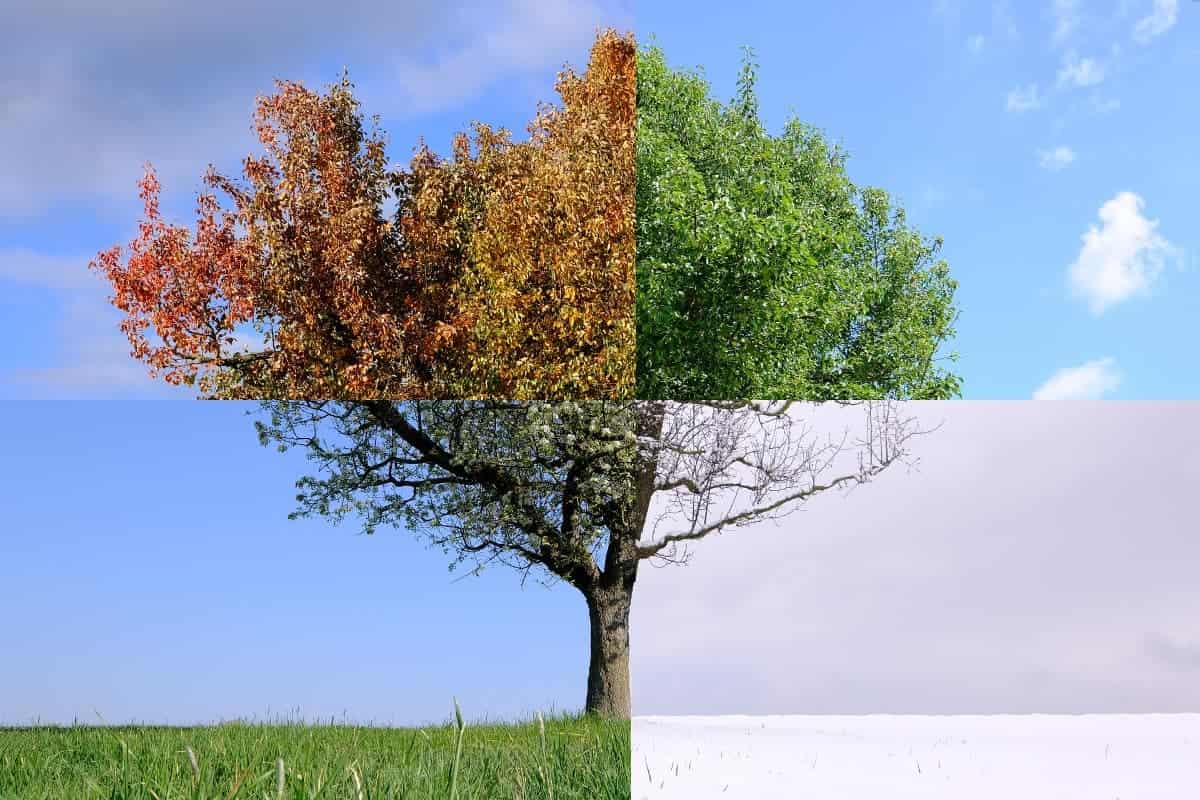 LEZIONE NONNI PUNTI DI VITA